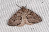 Thera cognata