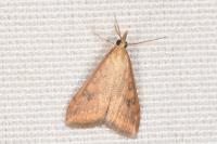 Udea ferrugalis