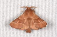 Malacosoma neustria