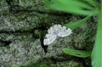 Colostygia pectinataria