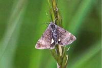 Panemeria tenebrata
