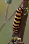 Tyria jacobaeae