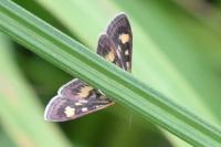 Pyrausta aurata
