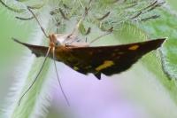 Pyrausta aurata
