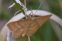 Idaea ochrata