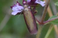 Oncocera semirubella