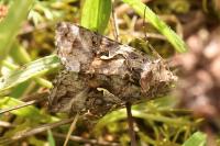 Autographa gamma