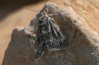 Orenaia helveticalis