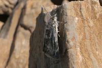 Orenaia helveticalis