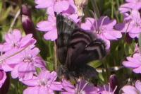 Psodos alticolaria
