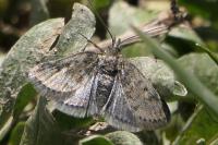 Metaxmeste phrygialis