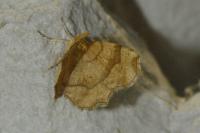 Cepphis advenaria