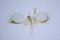 Anticollix sparsata
