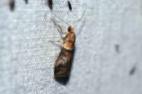 Acrobasis repandana