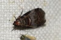 Acrobasis advenella