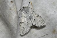 Acronicta leporina