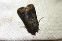 Agrotis ipsilon