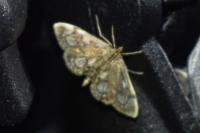 Anania coronata