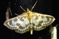 Anania hortulata