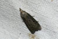 Aphomia sociella