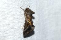 Autographa gamma