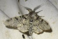 Biston betularia
