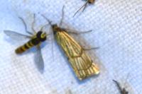 Chrysocrambus linetella