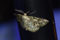 Cleorodes lichenaria