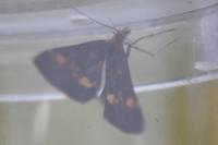Pyrausta aurata