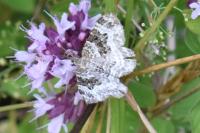 Epirrhoe alternata