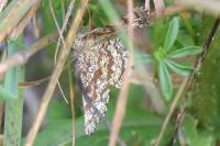 Ematurga atomaria