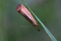 Agriphila straminella