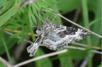 Epirrhoe alternata