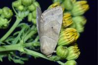 Cosmia trapezina