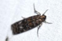 Dioryctria sylvestrella