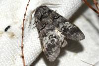 Drymonia querna