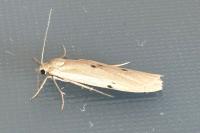 Pelosia muscerda