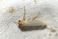 Manulea complana