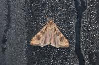 Nomophila noctuella
