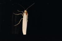 Eilema caniola