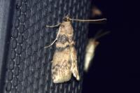 Euzophera pinguis