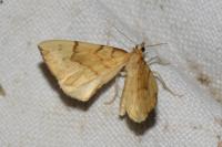 Gandaritis pyraliata