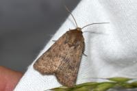 Hoplodrina octogenaria