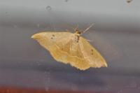 Watsonalla binaria