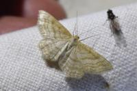 Idaea macilentaria