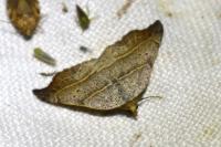 Laspeyria flexula