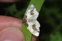 Ligdia adustata