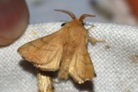 Malacosoma neustria