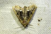 Oligia