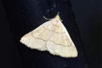Paracolax tristalis
